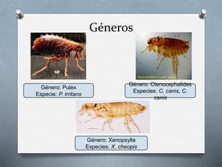 Géneros
Género: Pulex
Especie: P. irritans
Género: Xenopsylla
Especies: X. cheopis
Género: Ctenocephalides
Especies: C. canis, C.
canis
 