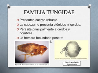 FAMILIA TUNGIDAE
O Presentan cuerpo robusto.
O La cabeza no presenta cténidos ni cerdas.
O Parasita principalmente a cerdos y
hombres.
O La hembra fecundada penetra
profundamente la piel.
Hembra grávida
T.penetrans
 