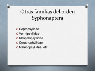 Otras familias del orden
Syphonaptera
O Coptopsylidae
O Vermipsyllidae
O Rhopalopsyllidae
O Cerathophyllidae
O Malacopsyllidae, etc.
 
