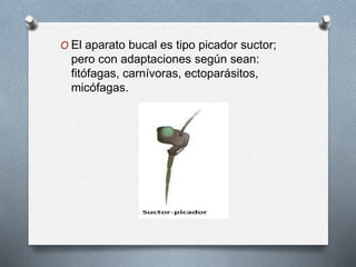 O El aparato bucal es tipo picador suctor;
pero con adaptaciones según sean:
fitófagas, carnívoras, ectoparásitos,
micófagas.
 