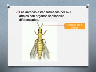O Las antenas están formadas por 6-9
artejos con órganos sensoriales
diferenciados.
Antenas con 6
artejos
 