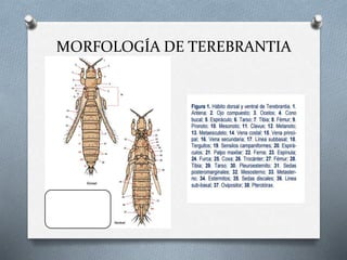 MORFOLOGÍA DE TEREBRANTIA
 