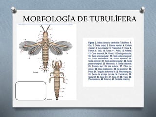 MORFOLOGÍA DE TUBULÍFERA
 