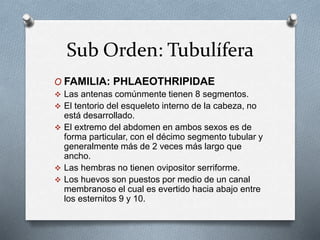Sub Orden: Tubulífera
O FAMILIA: PHLAEOTHRIPIDAE
 Las antenas comúnmente tienen 8 segmentos.
 El tentorio del esqueleto interno de la cabeza, no
está desarrollado.
 El extremo del abdomen en ambos sexos es de
forma particular, con el décimo segmento tubular y
generalmente más de 2 veces más largo que
ancho.
 Las hembras no tienen ovipositor serriforme.
 Los huevos son puestos por medio de un canal
membranoso el cual es evertido hacia abajo entre
los esternitos 9 y 10.
 