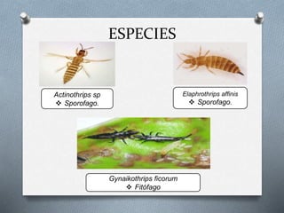 ESPECIES
Actinothrips sp
 Sporofago.
Elaphrothrips affinis
 Sporofago.
Gynaikothrips ficorum
 Fitófago
 