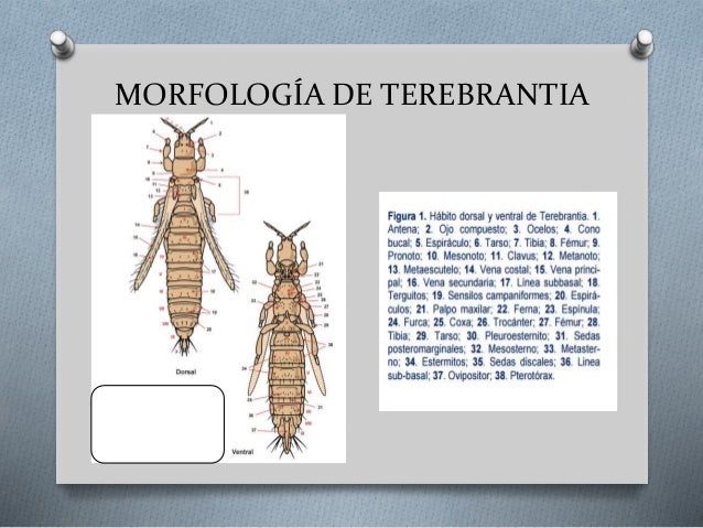 Orden syphonaptera y thysanoptera
