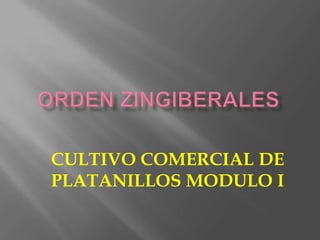 CULTIVO COMERCIAL DE
PLATANILLOS MODULO I
 