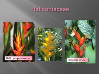 Heliconia psittacorum
                        Heliconia stricta
 