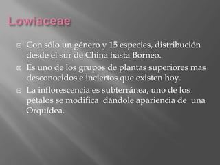    Con sólo un género y 15 especies, distribución
    desde el sur de China hasta Borneo.
   Es uno de los grupos de plantas superiores mas
    desconocidos e inciertos que existen hoy.
   La inflorescencia es subterránea, uno de los
    pétalos se modifica dándole apariencia de una
    Orquídea.
 