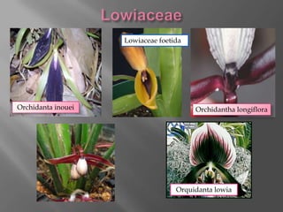 Lowiaceae foetida




Orchidanta inouei                       Orchidantha longiflora




                                   Orquidanta lowia
 