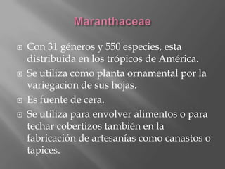    Con 31 géneros y 550 especies, esta
    distribuida en los trópicos de América.
   Se utiliza como planta ornamental por la
    variegacion de sus hojas.
   Es fuente de cera.
   Se utiliza para envolver alimentos o para
    techar cobertizos también en la
    fabricación de artesanías como canastos o
    tapices.
 