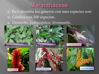      En Colombia los géneros con mas especies son:
      Calathea con 300 especies.
      Ctenanthe, Ischnosiphon, Stromanthe.




Ctenanthe Oppenheimiana    Ctenanthe Burlemarxii   Ischnosiphon ovatus




                          Stromanthe triostar                            Stromanthe lutea.
   Ischnosiphon
 