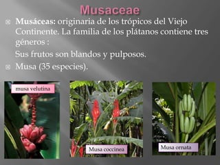    Musáceas: originaria de los trópicos del Viejo
    Continente. La familia de los plátanos contiene tres
    géneros :
    Sus frutos son blandos y pulposos.
   Musa (35 especies).

    musa velutina




                       Musa coccinea       Musa ornata
 
