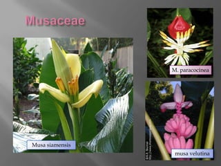 M. paracocinea




Musa siamensis
                  musa velutina
 