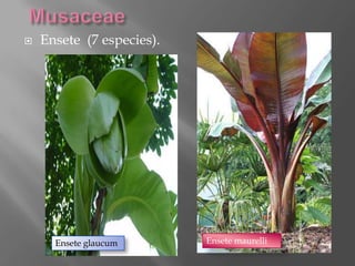    Ensete (7 especies).




      Ensete glaucum       Ensete maurelli
 