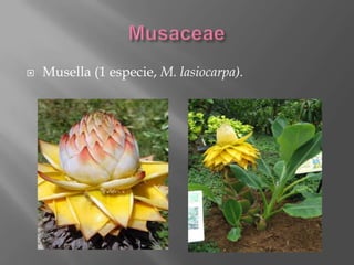    Musella (1 especie, M. lasiocarpa).
 
