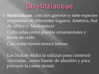    Streliziáceas : con tres géneros y siete especies
    originarias de diferentes lugares: América, Sur
    de África y Madagascar.
    Cultivadas como plantas ornamentales y
    flores de corte.
    Casi todas tienen tronco leñoso.

    Los Nukak-Makú la utilizan para construir
    viviendas , como fuente de almidón y para
    prevenir la caries dental.
 