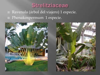    Ravenala (árbol del viajero) 1 especie.
   Phenakospermum 1 especie.
 