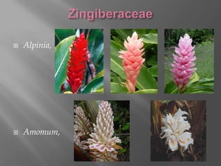    Alpinia,




   Amomum,
 