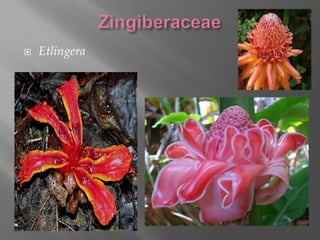    Etlingera
 
