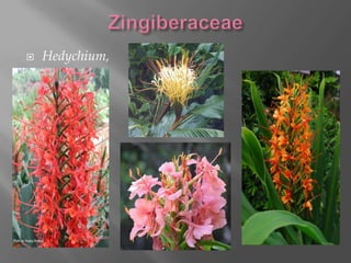    Hedychium,
 
