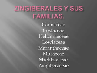 Cannaceae
  Costaceae
Heliconiaceae
 Lowiaceae
Maranthaceae
  Musaceae
Strelitziaceae
Zingiberaceae
 