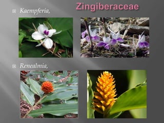    Kaempferia,




   Renealmia,
 