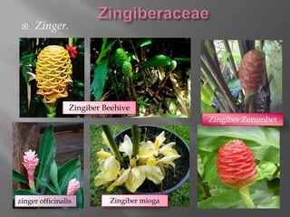    Zinger.




                 Zingiber Beehive
                                            Zingiber Zerumbet




zinger officinalis         Zingiber mioga
 