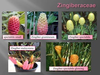 spectabile small       Zingiber gramineum            Zingiber spectabile



      Zingiber malaysiana




                                       Zingiber spectabile glowing
 