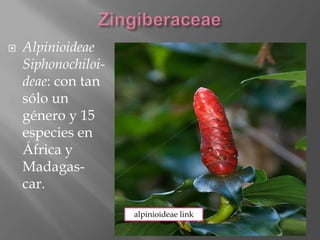    Alpinioideae
    Siphonochiloi-
    deae: con tan
    sólo un
    género y 15
    especies en
    África y
    Madagas-
    car.

                     alpinioideae link
 