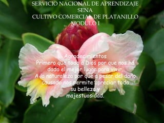 SERVICIO NACIONAL DE APRENDIZAJE
              SENA
CULTIVO COMERCIAL DE PLATANILLO
            MODULO I




            Agradecimientos
Primero que todo a Dios por que nos ha
     dado el mejor lugar para vivir.
A la naturaleza por que a pesar del daño
   causado nos permite apreciar toda
              su belleza y
             majestuosidad.
 