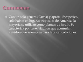    Con un solo género (Canna) y apróx. 19 especies,
    sólo habita en lugares tropicales de América, la
    mayoría se utilizan como plantas de jardín. Se
    caracteriza por tener rizomas que acumulan
    almidón que se emplea para fabricar colaciones.
 