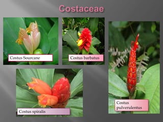 Costus Sourcane       Costus barbatus




                                        Costus
                                        pulverulentus
    Costus spiralis
 