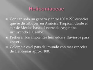    Con tan sólo un género y entre 100 y 220 especies
    que se distribuyen en América Tropical, desde el
    sur de México hasta el norte de Argentina
    incluyendo el Caribe.
   Prefieren los ambientes húmedos y lluviosos para
    crecer .
   Colombia es el país del mundo con mas especies
    de Heliconias aprox. 100.
 