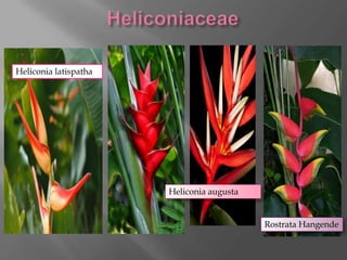 Heliconia latispatha




                       Heliconia augusta


                                           Rostrata Hangende
 