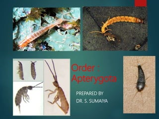 Order :
Apterygota
PREPARED BY
DR. S. SUMAIYA
 