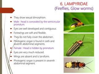 Insect Order : coleoptera | PPTX