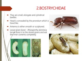 Insect Order : coleoptera | PPTX