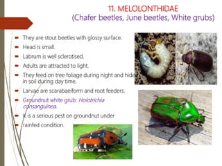 Insect Order : coleoptera | PPTX