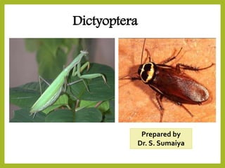 Dictyoptera
Prepared by
Dr. S. Sumaiya
 
