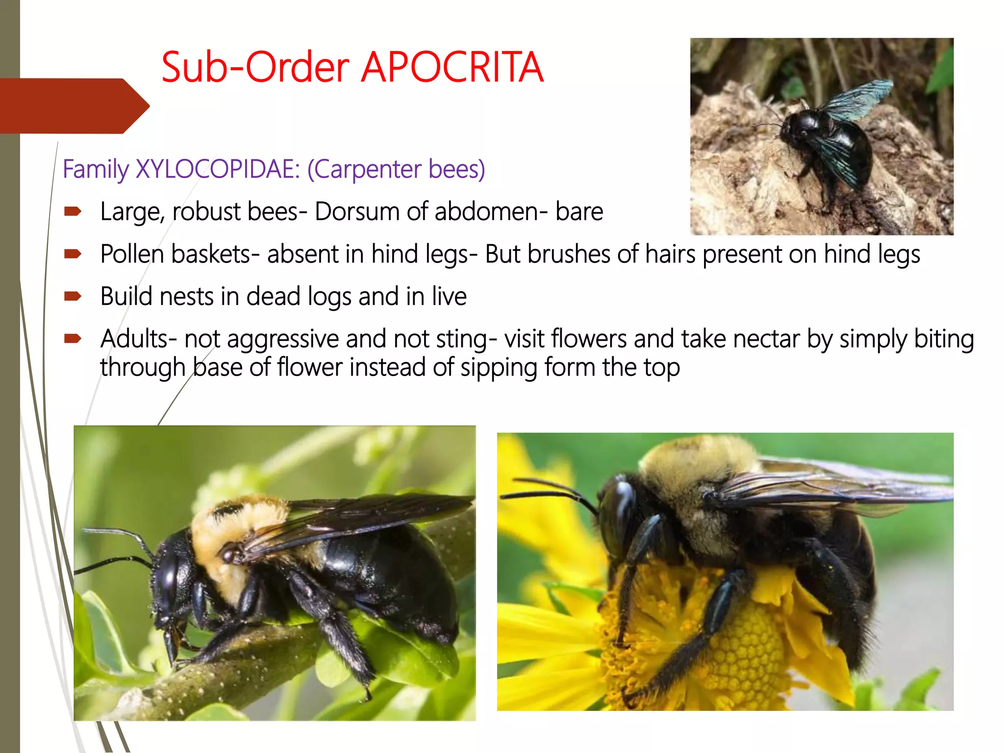 Insects Order hymenoptera | PPTX