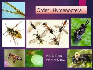 Order : Hymenoptera
PREPARED BY
DR. S. SUMAIYA
 