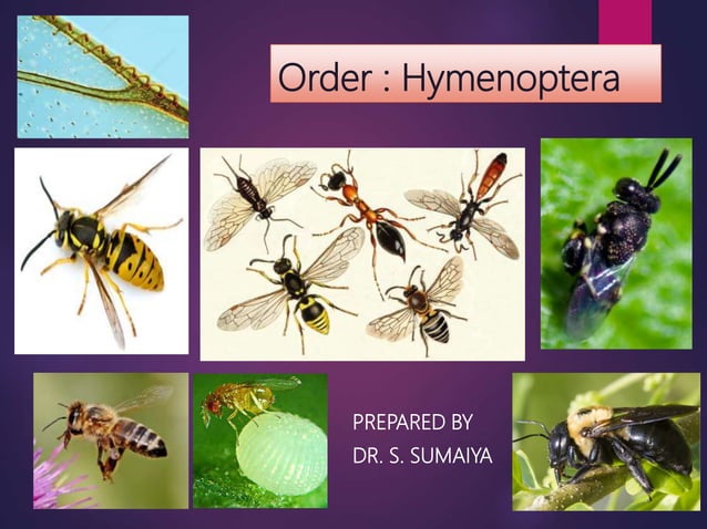 Insects Order hymenoptera | PPTX | Beekeeping | Hobbies & Interests