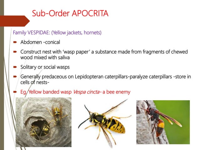 Insects Order hymenoptera | PPTX | Beekeeping | Hobbies & Interests