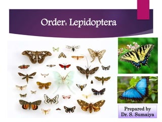 Order: Lepidoptera
Prepared by
Dr. S. Sumaiya
 