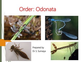 Order: Odonata
Prepared by
Dr. S. Sumaiya
 