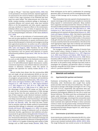 environmental toxicology and pharmacology 3 1 ( 2 0 1 1 ) 314–322 315
as high as 700 ␮g L−1 have been reported (Selim, 2003). Due
to low persistence of atrazine herbicide, repeated application
are practiced for the control of weeds in agricultural ﬁeld. As
a result of this, large quantities of the herbicide ﬁnd their
ways into water bodies. The indiscriminate use of this her-
bicide, careless handing, accidental spillage or discharge of
untreated efﬂuents into natural water ways have harmful
effects on the ﬁsh population and other aquatic organisms
and may contribute to long term effects in the environment.
Sublethal effects may occur at levels of exposure less than
2 mg L−1 of atrazine during long-term exposure with biochem-
ical and histopathological alteration of ﬁsh tissue (Neˇskovic
et al., 1993).
Fish can serve as bio-indicators of environmental pollu-
tion and can play signiﬁcant roles in assessing potential risk
associated with contamination in aquatic environment since
they are directly exposed to chemicals and mutagens resulting
from agricultural production via surface run-off or indirectly
through food chain of ecosystem (Cavas and Ergene-Gözükara,
2005; Lakra and Nagpure, 2009). Therefore, the use of ﬁsh
biomarkers as indices of the effects of pollution are of increas-
ing importance and can permit early detection of aquatic
environmental problems (Lopez-Barea, 1996; Van Der Oost et
al., 2003).
Several ecotoxicological characteristics of Channa puncta-
tus, such as wide distribution in the freshwater environment,
noninvasive, availability throughout the seasons, pres-
ence of 32 well-differentiated diploid chromosome number,
commercial importance, ease of blood collection and acclima-
tization to laboratory conditions, make this species an
excellent test specimen for toxicity studies (Kumar et al.,
2009).
Several studies have shown that the micronucleus (MN)
test and single cell gel electrophoresis (SCGE) are two sen-
sitive, rapid and extensively used methods in the detection
of mutagenic and genotoxicity of chemicals and xenobiotics
under ﬁeld and laboratory conditions (Jha, 2004; Ateeq et al.,
2005; Cavas and Ergene-Gözükara, 2005; Pandey et al., 2006;
Talapatra et al., 2006; Sharma et al., 2007; Ergene-Gözükara
et al., 2007; Nagpure et al., 2007; Ali et al., 2008, 2009; Xiao
et al., 2008; Ventura et al., 2008; Kumar et al., 2009). One of
the advantages of MN and SCGE assays are that both can
be used for the simultaneous assessment of DNA damage
in many tissues from the same animal and for the compar-
ison of their responses under identical treatment condition.
The formation of MN may be related to anaphase chromoso-
mal delays characterized by a bad functioning in the spindle
or due to the presence of acentric chromosomic fragments
(Al-Sabti and Metcalfe, 1995). The SCGE has been consid-
ered as sensitive rapid and reliable method of quantitatively
measuring DNA damage in eukaryotic and prokaryotic cells
(Cotelle and Ferard, 1999; Bajpayee et al., 2005). It is increas-
ingly being used in testing of substances such as industrial
chemicals, biocides, agrochemical, food additives and phar-
maceuticals for genotoxicity testing (Brendler-Schwaab et al.,
2005). The assay is favored among other cytogenetic methods
(viz. chromosome aberrations, sister chromatid exchange and
micronucleus test) used for the detection of damage (Buschini
et al., 2003) as it is capable of detecting wide variety of DNA
damage such as DNA strand breaks (Sharbel, 2004). Thus,
these techniques can be used in combination for screening
genotoxic effect of chemicals and for investigating the impli-
cations of DNA damage and its recovery in the sentinel ﬁsh
species.
These biomarkers have also opened a broad perspective in
aquatic toxicology as ﬁsh erythrocytes and gills are constantly
being exposed to environmental pollutants. Many workers
have supported and demonstrated the relevance of ﬁsh ery-
throcytes for MN and SCGE in ecotoxicological studies (Schultz
et al., 1993; Al-Sabti and Metcalfe, 1995; Abd-Allah et al., 1999;
Gustavino et al., 2001; Sumathi et al., 2001) due to their easy
sampling and not required cell dissociation (Ateeq et al., 2005;
Cavas and Ergene-Gözükara, 2005). Fish blood is particularly
favored because it comprises 97% erythrocytes, thus ensur-
ing great homogeneity of cells for SCGE studies. In the present
study, gill cells were also used for SCGE assay as they are prone
to injury caused by chemicals and xenobiotics. Gill cells are the
most appropriate target organ that is directly and constantly
exposed to the DNA damaging chemicals dissolved in water
(Dzwonkowska and Hubner, 1986).
The mutagenic and genotoxic properties of atrazine have
been studied using a variety of assays in the past but the
results were contradictory (Clements et al., 1997; Kligerman
et al., 2000; Garaj-Vrhovac and Zeljezic, 2000; Tennant et al.,
2001; Freeman and Rayburn, 2004; Ventura et al., 2008). Hence,
hazardous effects of this herbicide are a matter of great con-
cern due to human exposure consequent to wide use all over
the world. In the present study, attempts have been made to
investigate the mutagenic and genotoxic effects of atrazine
herbicide using MN and SCGE assays in erythrocyte and gill
cells of C. punctatus exposed in vivo.
2. Materials and methods
2.1. Experimental ﬁsh specimen and chemical
Freshwater air-breathing ﬁsh C. punctatus (Bloch; Family:
Channidae, order: Perciformes) were caught from nearby
ponds and lakes with the help of local ﬁshermen. The speci-
mens had an average (±SD) weight and length of 13.30 ± 0.70 g
and 10.02 ± 0.72 cm, respectively. Fish specimens were sub-
jected to a prophylactic treatment by bathing twice in 0.05%
potassium permanganate (KMnO4) for two min to avoid any
dermal infections. The ﬁshes were then acclimatized for two
weeks under laboratory conditions in semi-static systems.
They were fed boiled eggs, minced goat liver and poultry waste
materials during acclimatization. The fecal matter and other
waste materials were siphoned off daily to reduce ammonia
content in water. For the present study, commercial formula-
tions of atrazine (50% WP) with the trade name “Rasayanzine”
manufactured by Krishi Rasayan Exports Ltd., India was pur-
chased from the market.
2.2. Determination of sub-lethal concentrations
Acute toxicity was conducted to determine the 96 h LC50 value
of atrazine with deﬁnitive test in semi-static system in labo-
ratory as per standard methods (APHA, AWWA, WPCE, 2005).
The range ﬁnding test was carried out prior to the deﬁnitive
 