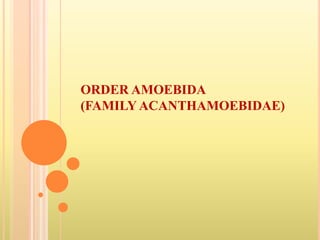 ORDER AMOEBIDA
(FAMILY ACANTHAMOEBIDAE)
 