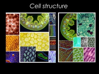Cell structure

 