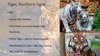 Tiger, Panthera tigris
• EN
• Social Unit: Solitary
• Hind limbs are much longer than
forelimbs
• White Tiger – due to recessive gene
• Distribution in India – WG, EG, Central,
NE, Foothills of Himalayas
 